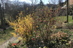Fruehling_2020_Riedernrain_2