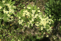Fruehling_2020_Riedernrain_6