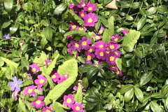 Fruehling_2020_Riedernrain_7
