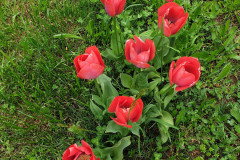 RR_Anna_02052020_3