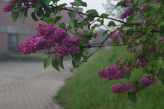 RR_Anna_02052020_4