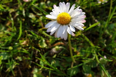 RR_Anna_30052020_-5