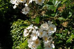 RR_Anna_30052020_-6