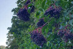 RR_Anna_09082020_1