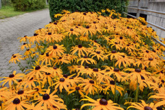 RR_Anna_09082020_3